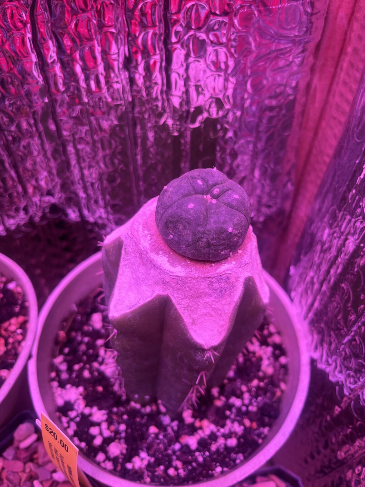 still black mold spots