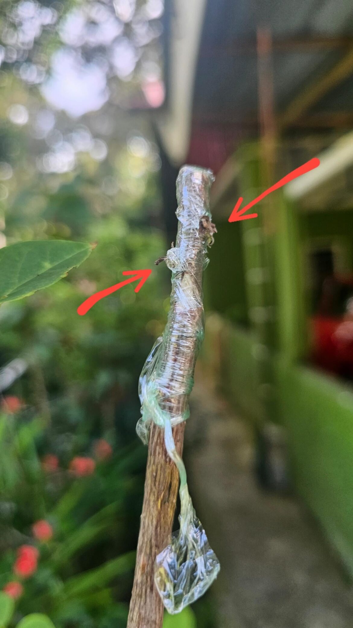 Why the buds died? Is this a failed grafting?