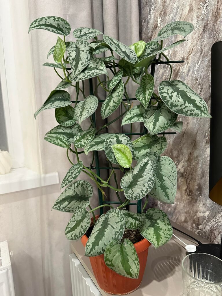Why do the leaves of my scindapsus curl?