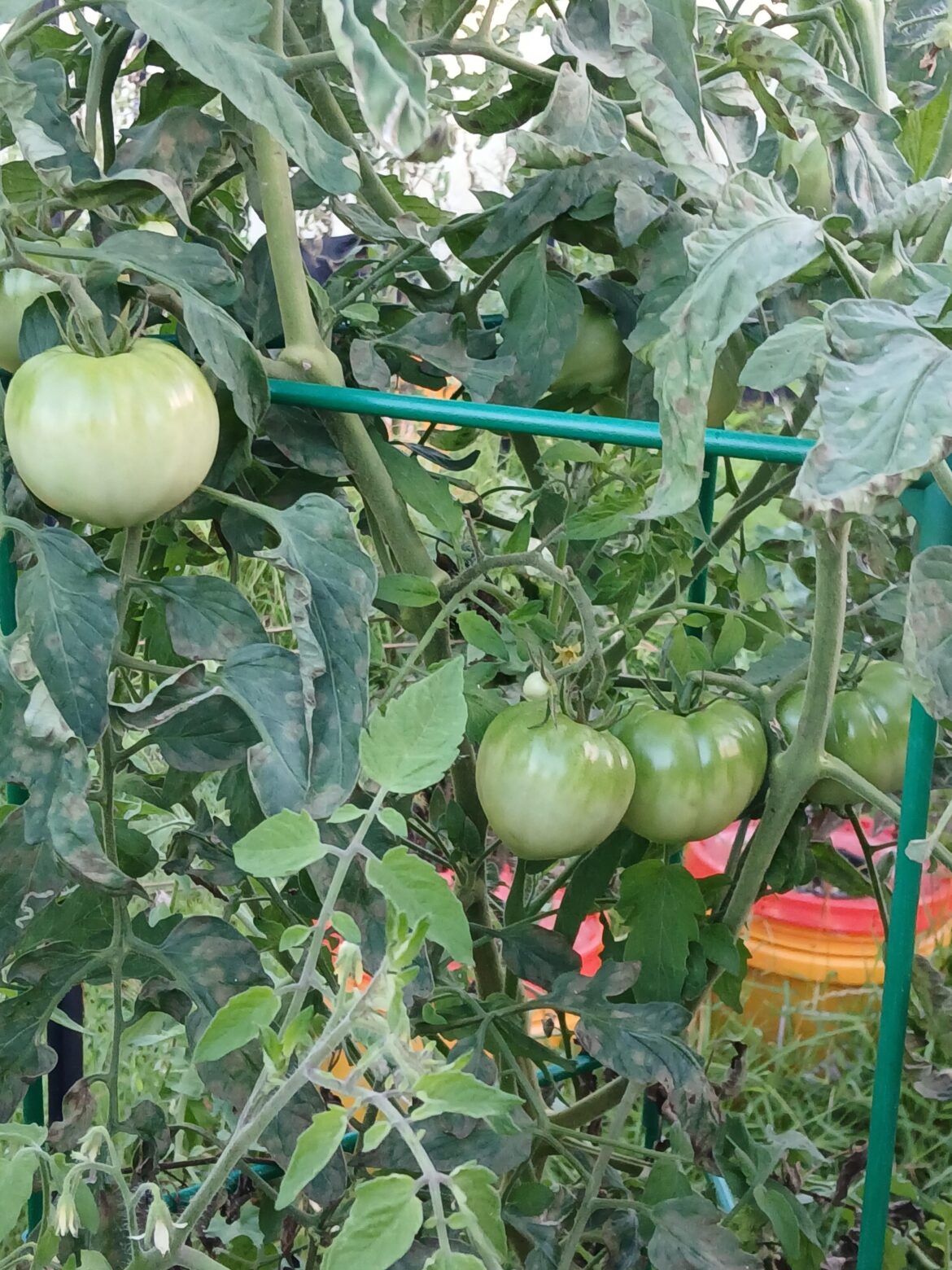 How did your determinate tomatoes do?