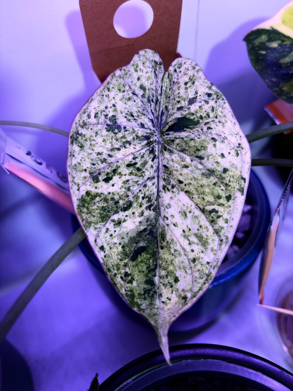 New leaf is a beaut💚