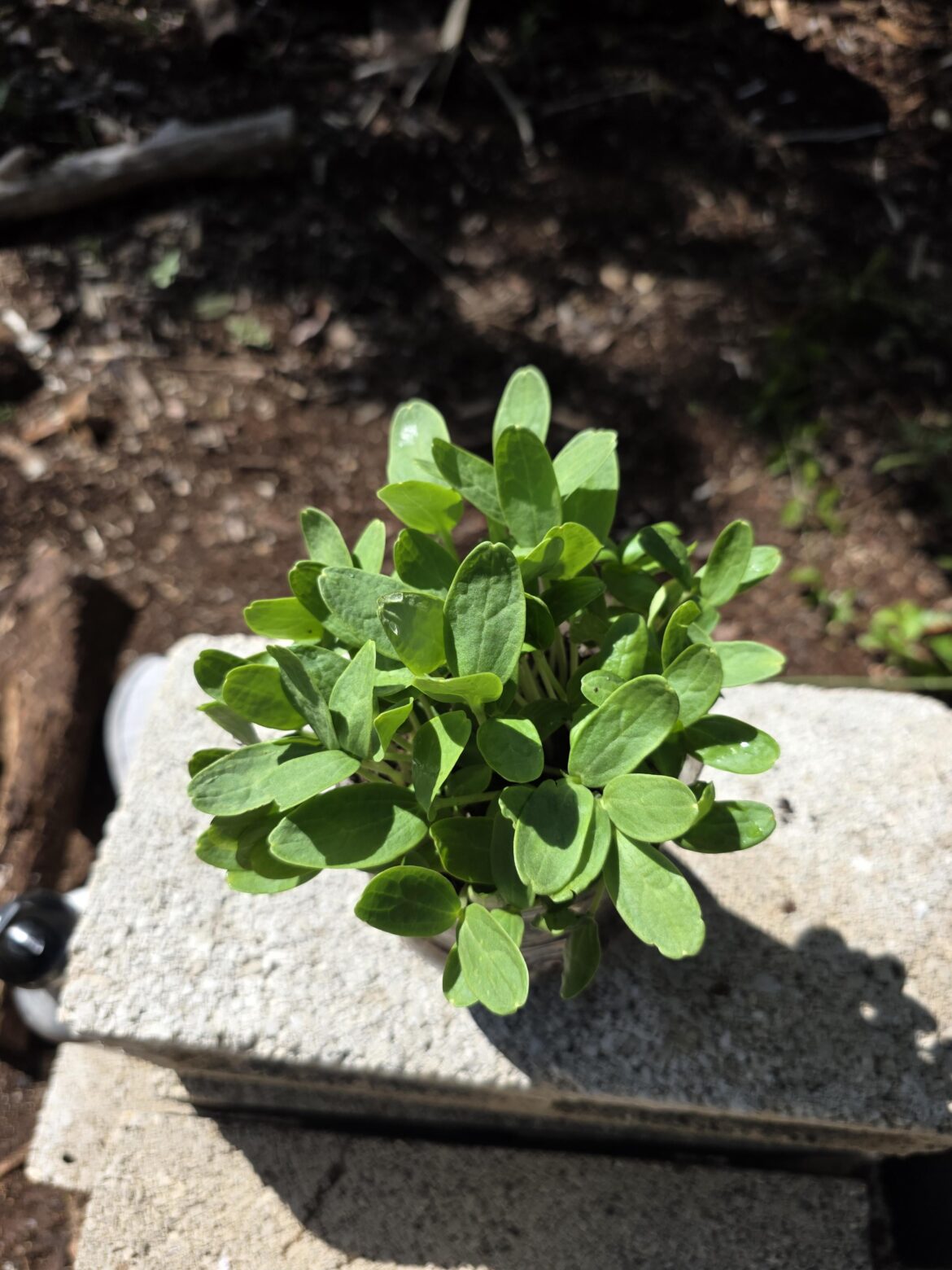 Started my first seeds ever!🥰 What do you think?