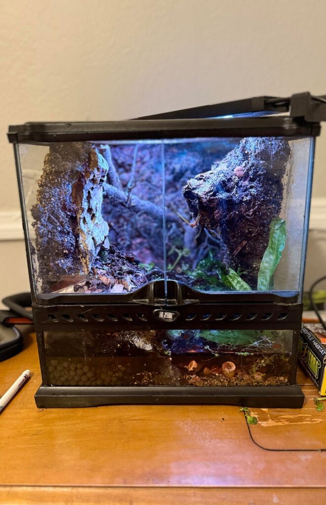 Update: new plants and creatures added to a 12x12x12 Update: new plants and creatures added to a 12x12x12