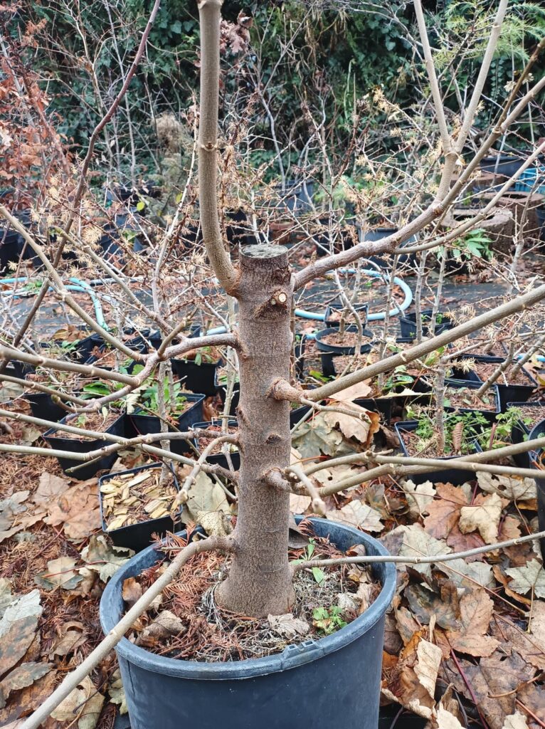 Bonsai Progression Snapshot: Acer Pseudoplatanus 1 Bonsai Progression Snapshot: Acer Pseudoplatanus 1