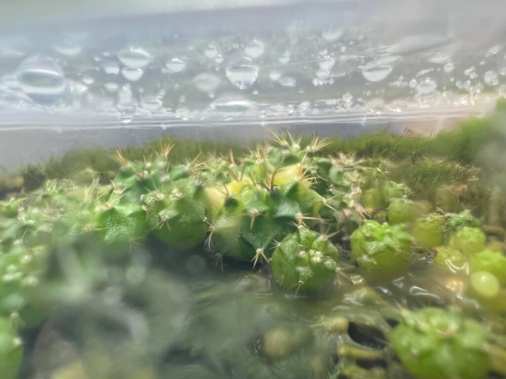 Are these Gymnocalycium seedlings variegated?