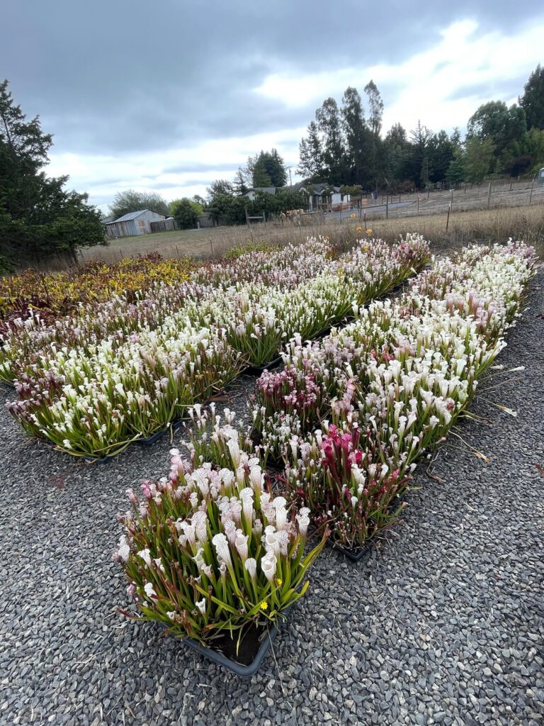 Sarracenia leucophylla collection fall 2025