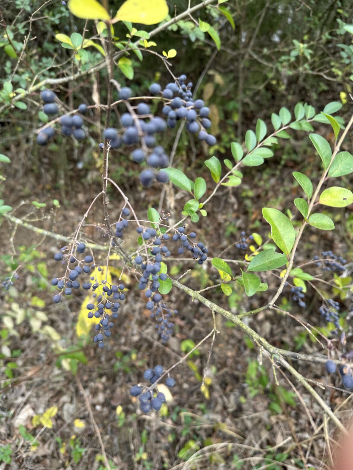 Southern Oklahoma, taken today, 12/13/25