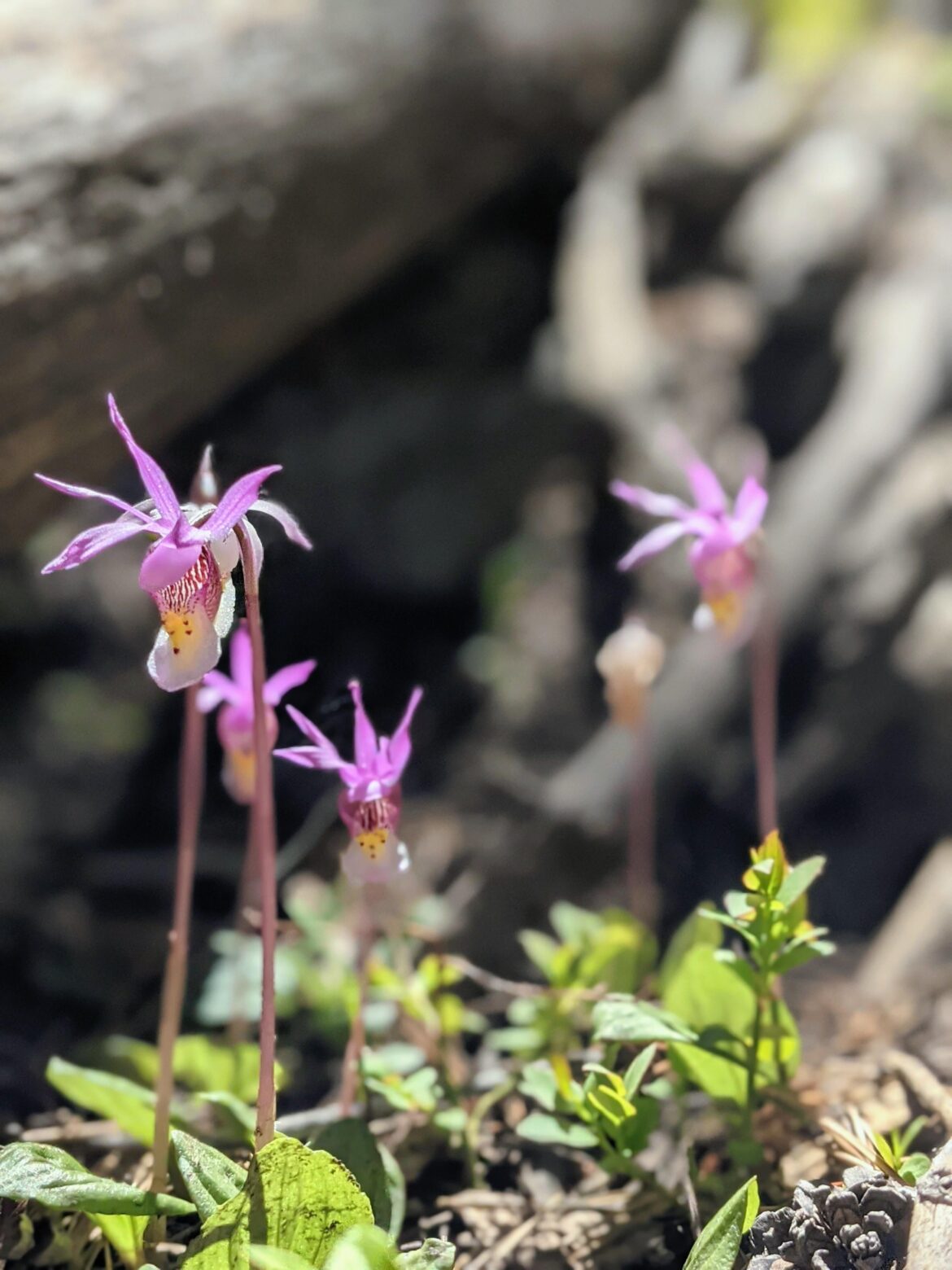 Colorado has some amazing orchids. This is Calypso Bulbosa