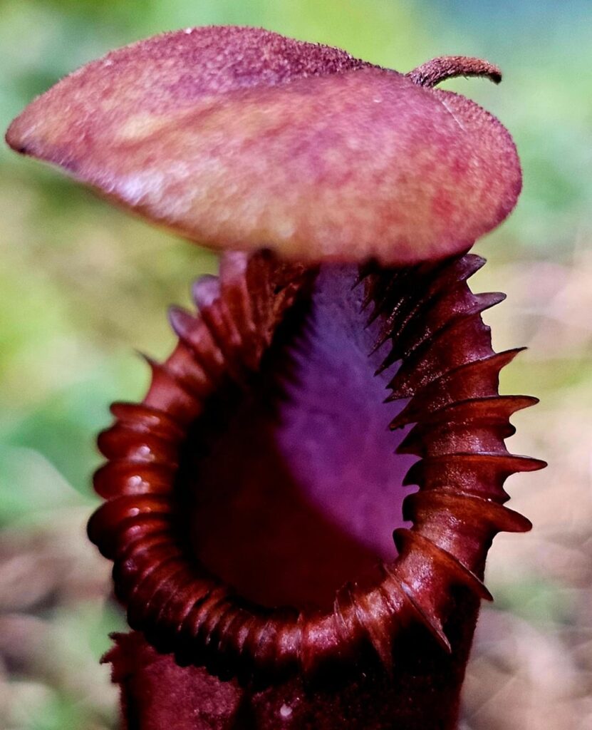 Christmas Eve Closeups