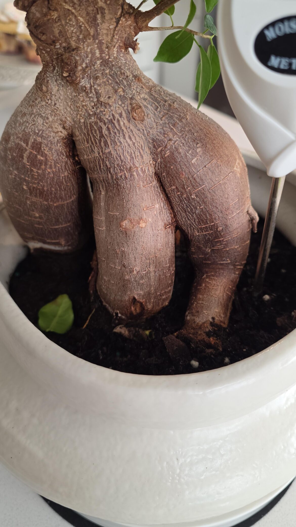 First Ficus Bonsai and im not sure how to deal with this