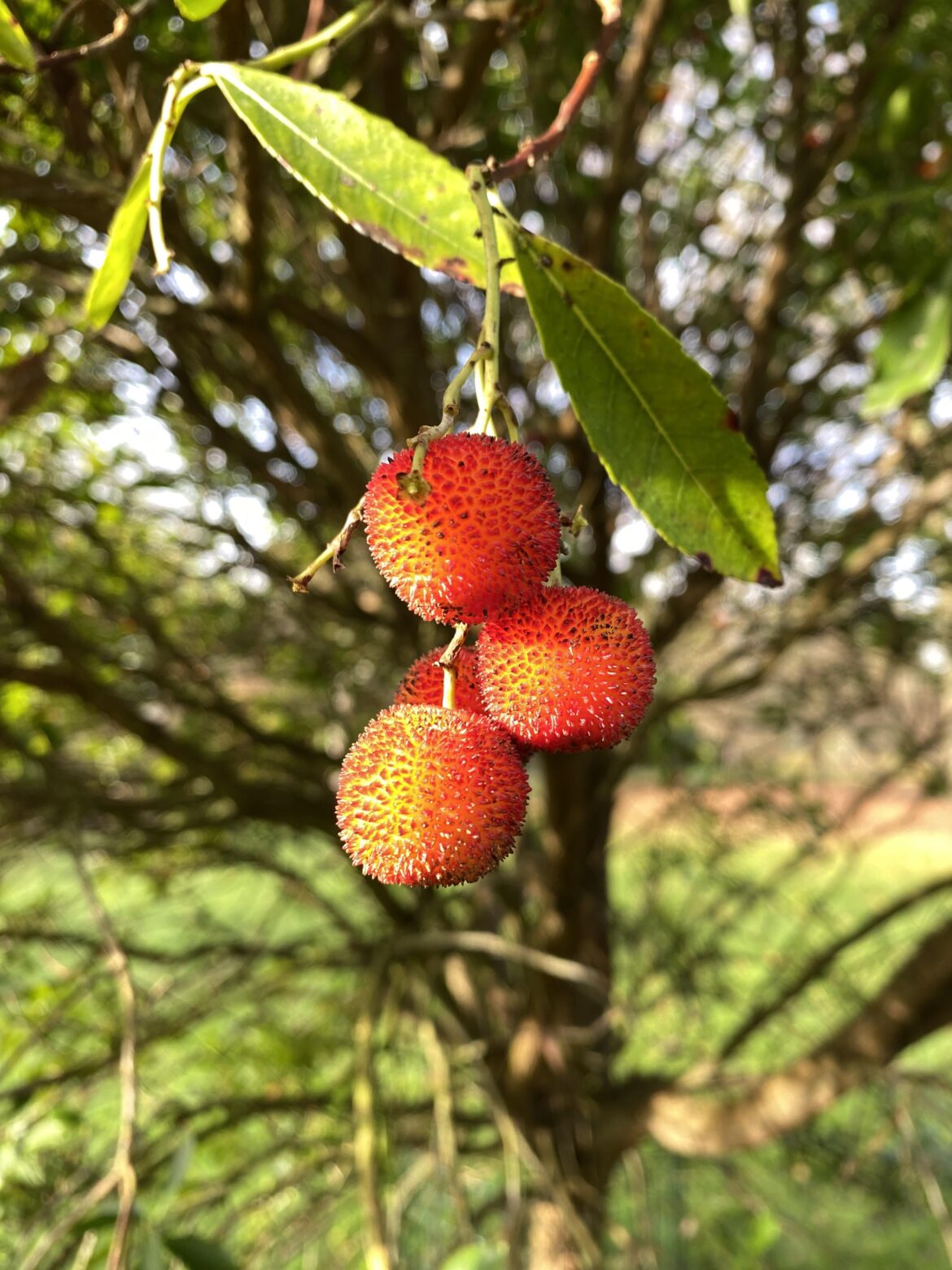 What is this tree growing in a UK park?