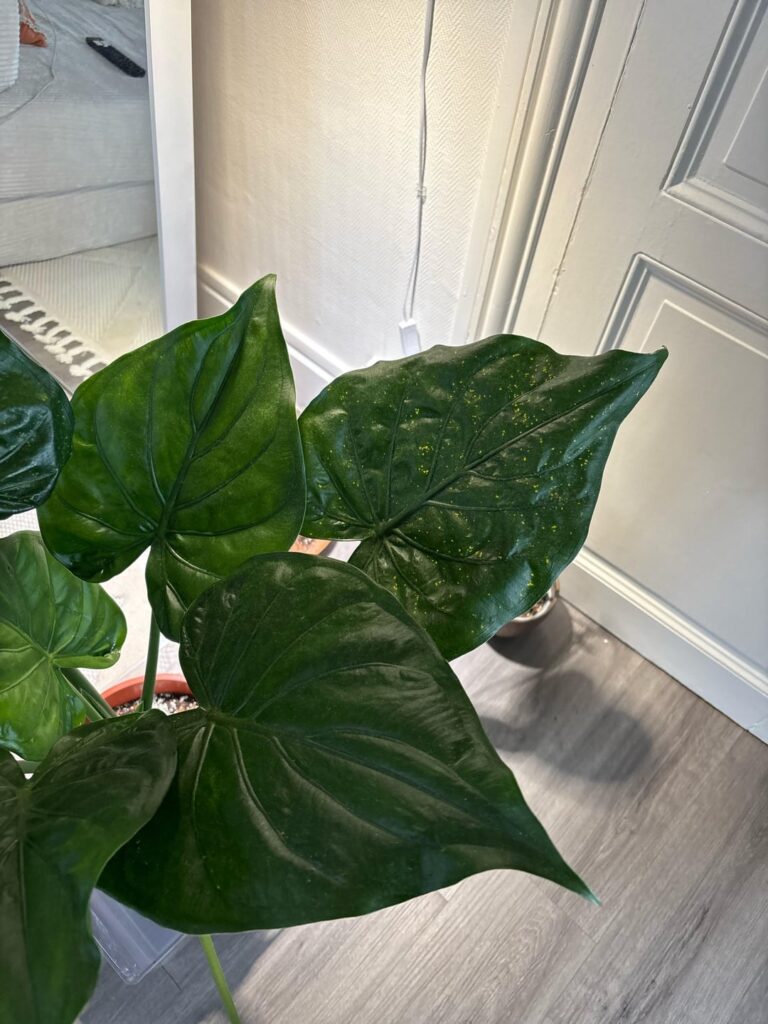 EW Help me EW Help me