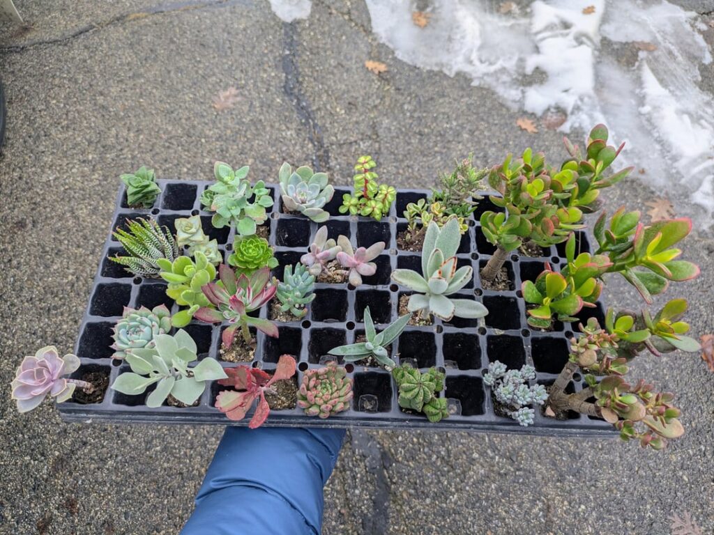 Some $1 per piece finds