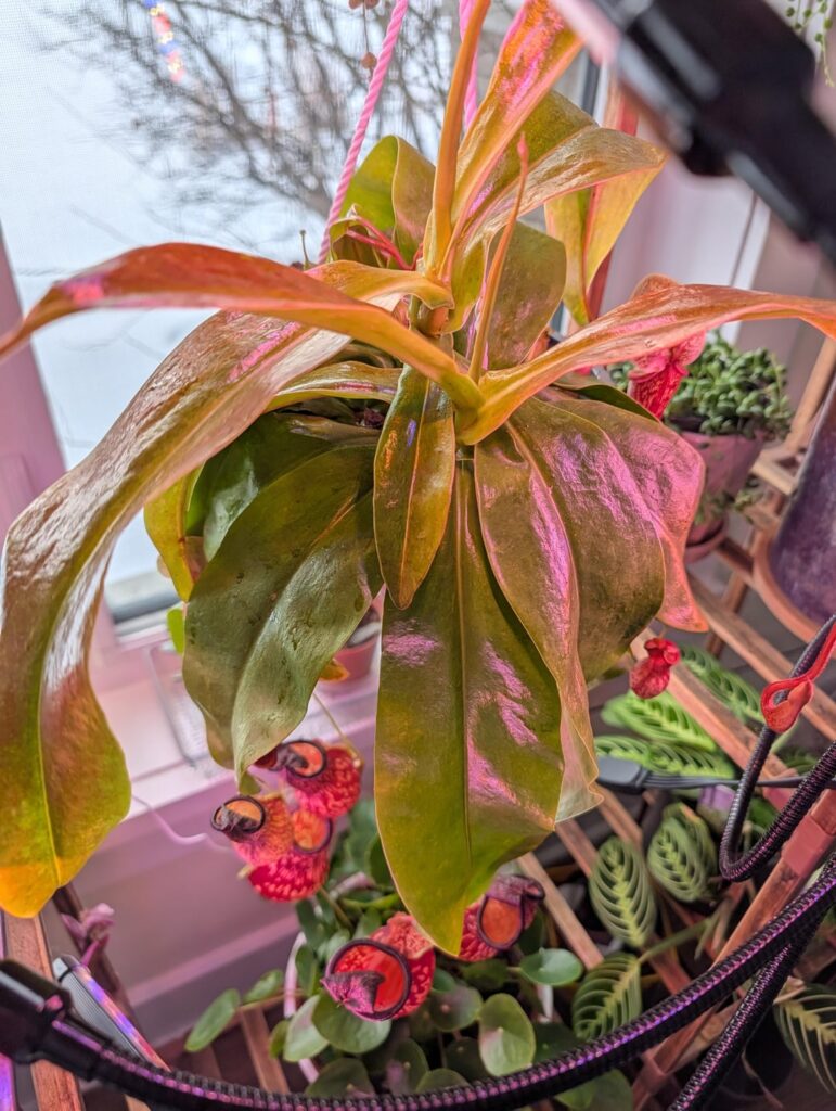 Advice with my nepenthes