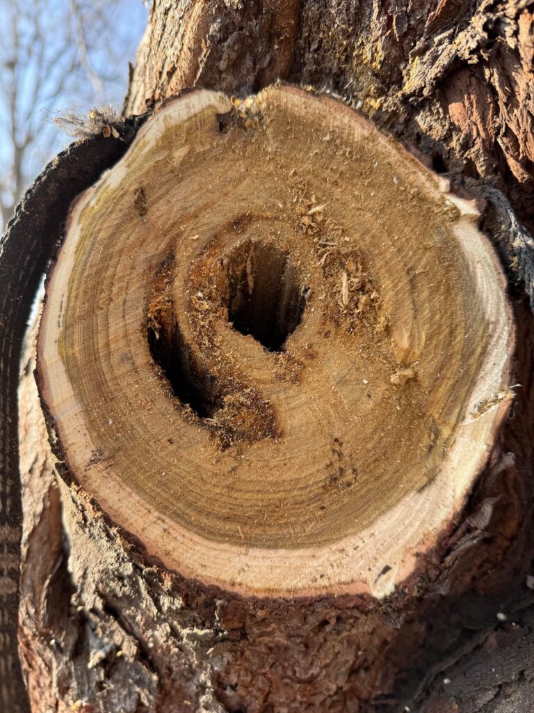 Did they kill my tree? Did they kill my tree?