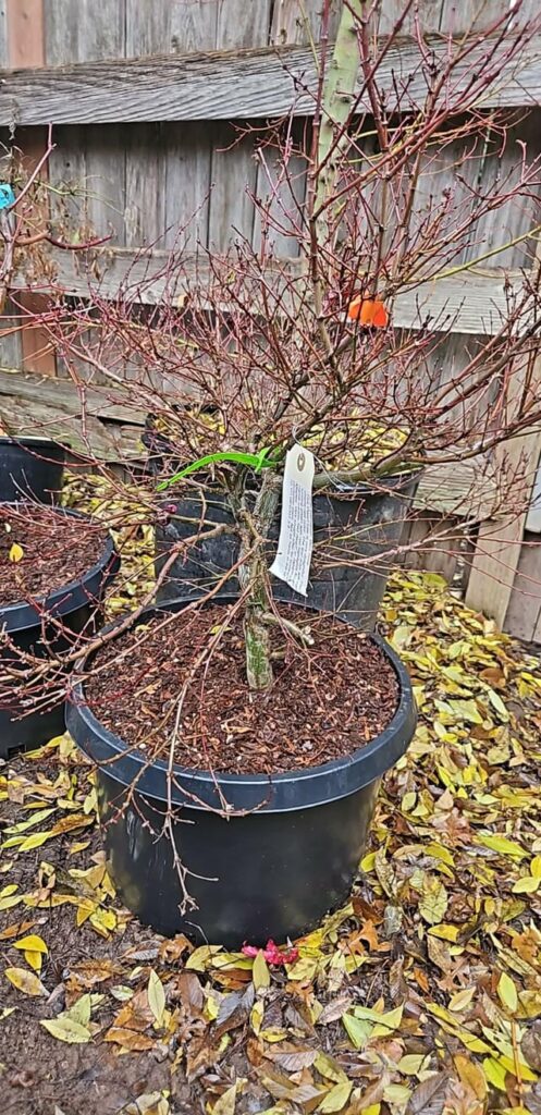 Beni hime worth buying