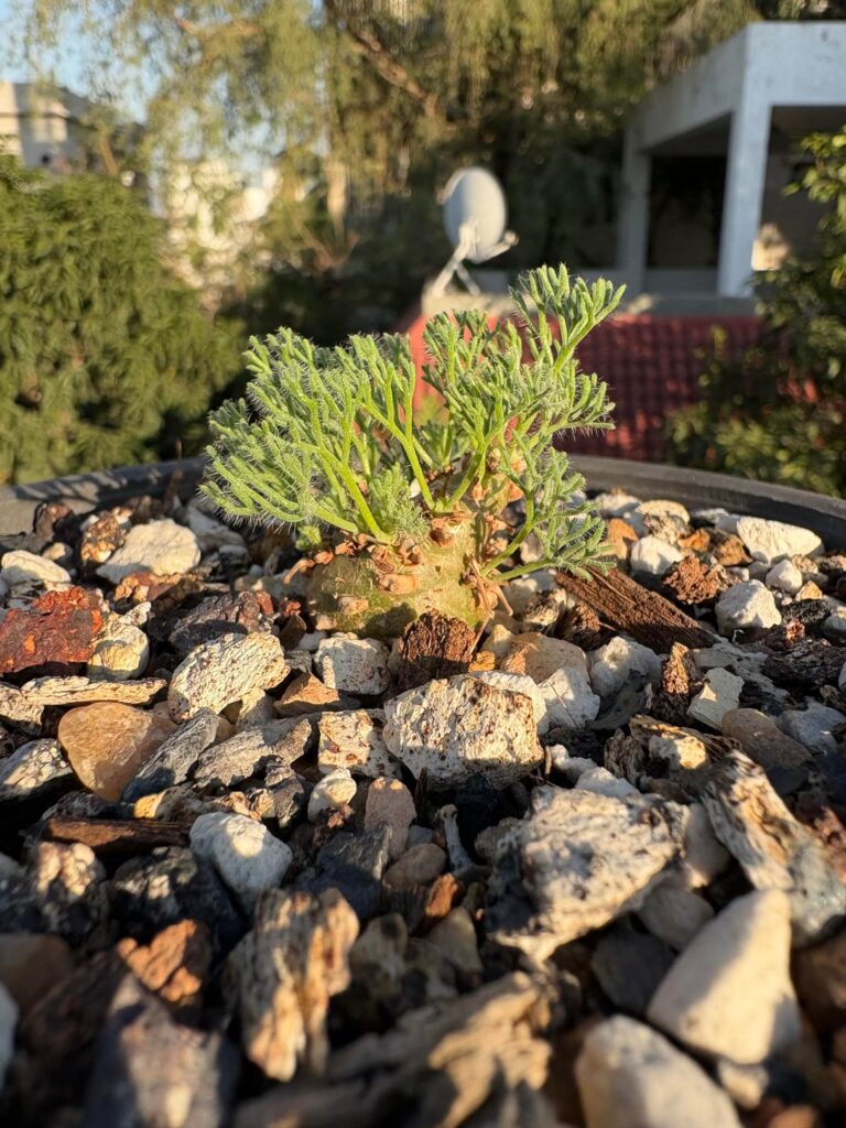 Sarcocaulon Peniculinum!!!!