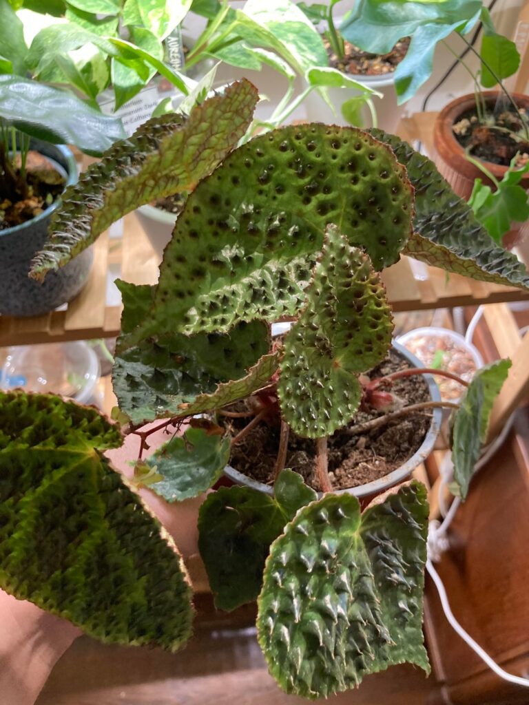 How to prevent powdery mildew?