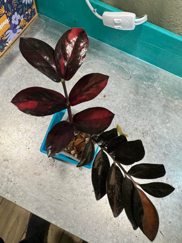 Update Pink ZZ in case anyone is interested