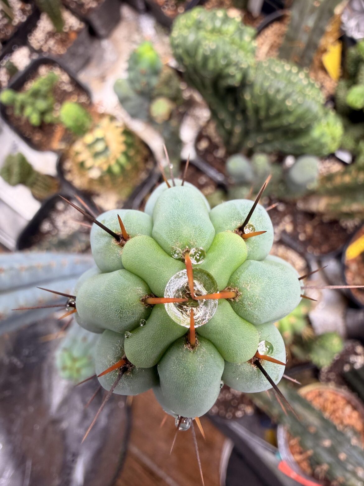 Post watering tip shot.