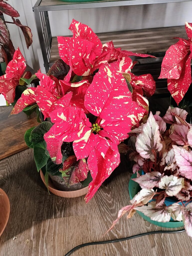 I cant believe i found one!!!!