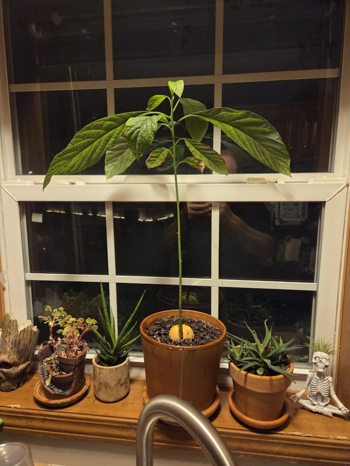 Ive been growing this avocado in my kitchen