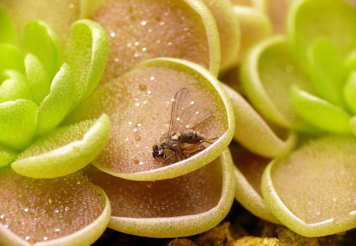 CAM photosynthesis discovered for the first time in carnivorous plants, specifically Pinguicula