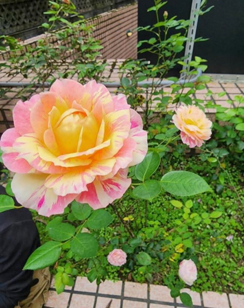 Elderly home's flowers
