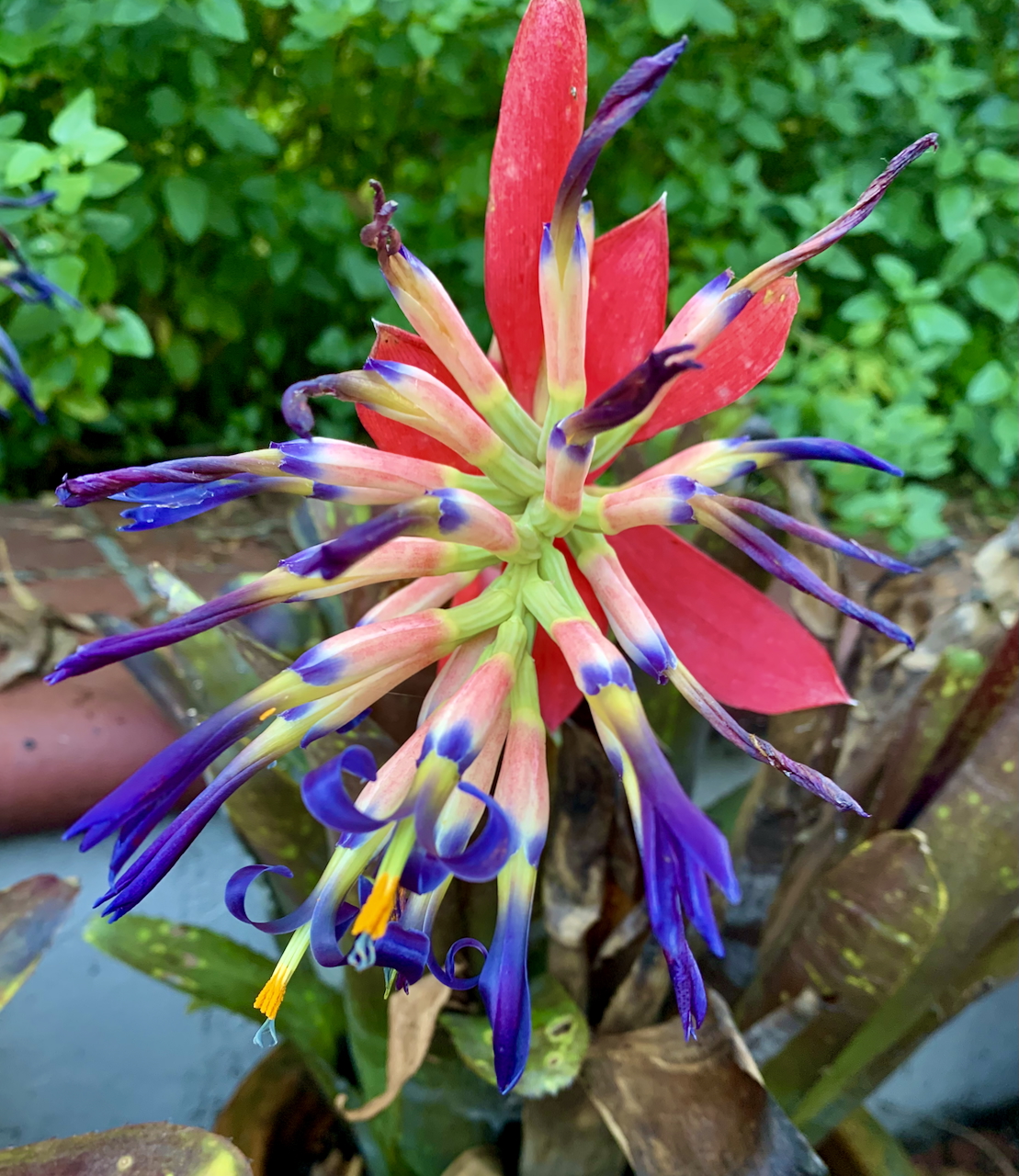 Queen's tears (Billbergia vittata). (Courtesy Tom Karwin)
