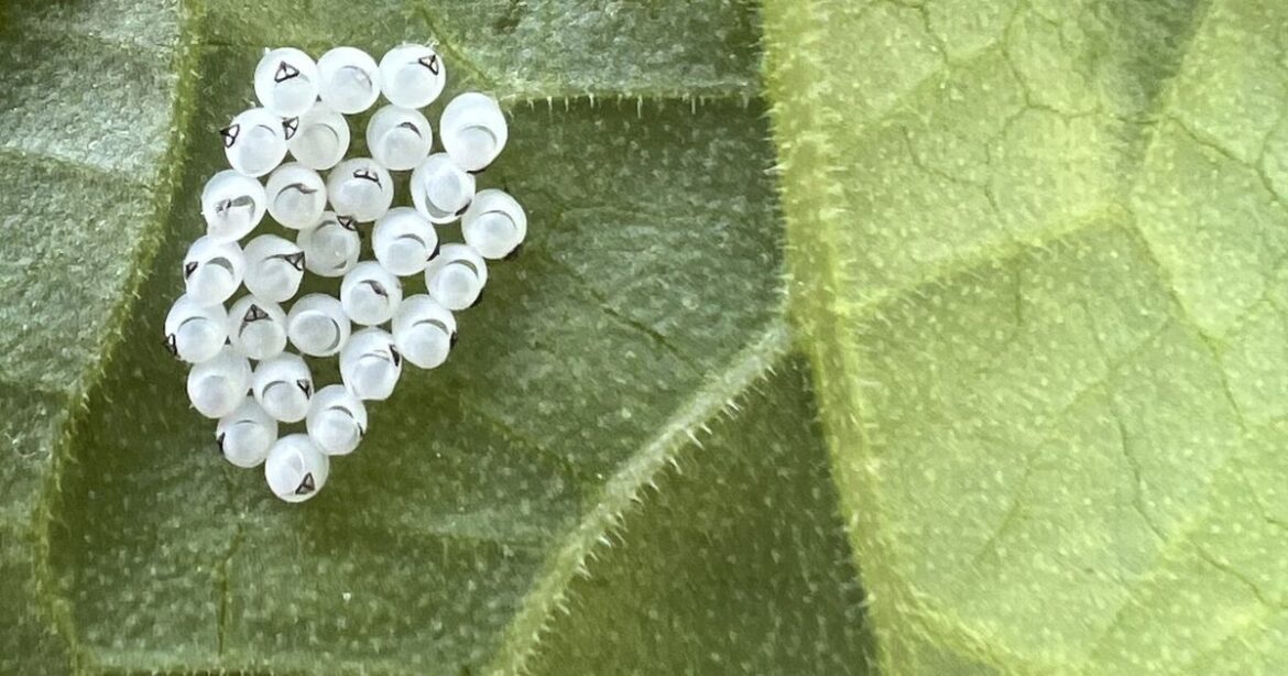 Stink bugs are trouble in the garden. And yes, they really do stink.