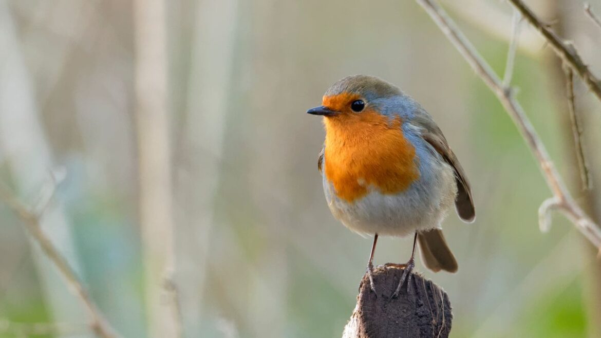 How to attract robins into the garden