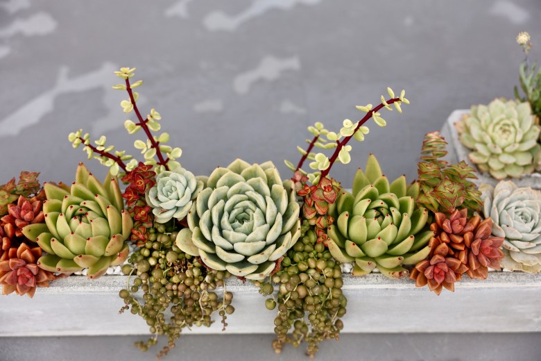A selection of succulents, holiday center pieces and other plants will be available to purchase starting at $5 during the Succulent open house & plant sale. Photo courtesy Getty Images.