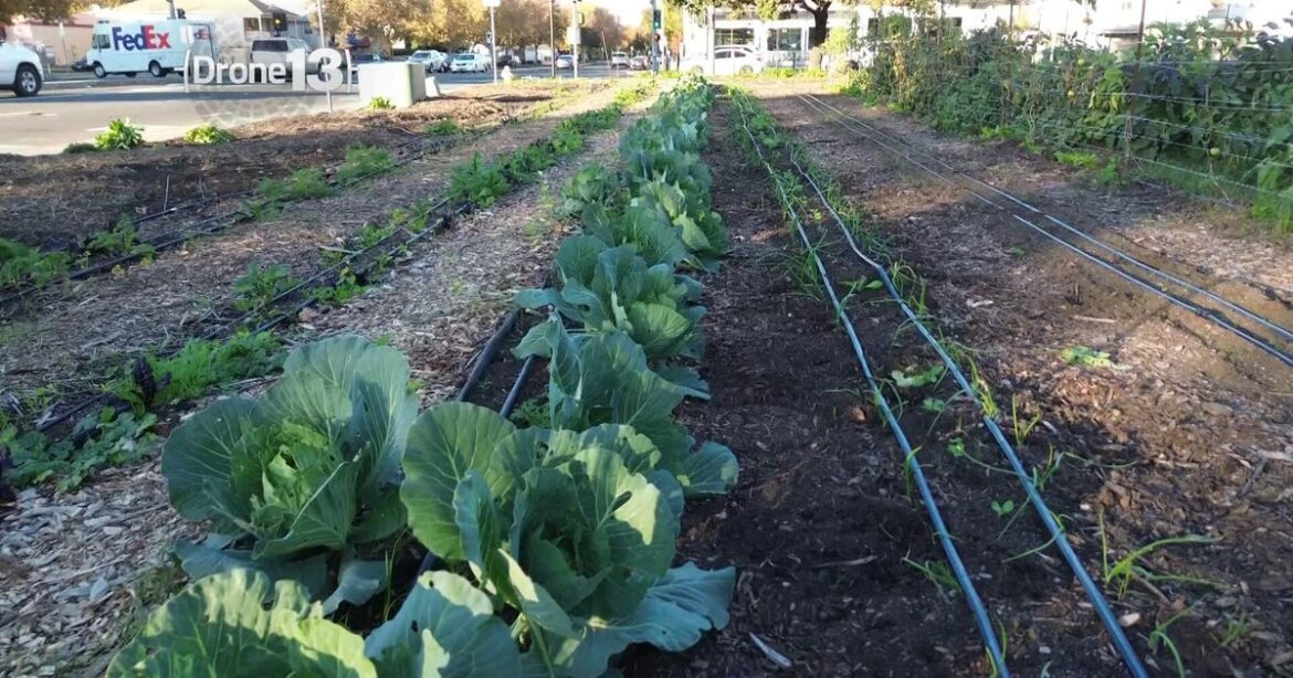 Three Sisters Gardens petitions for long-term future in West Sacramento Three Sisters Gardens petitions for long-term future in West Sacramento