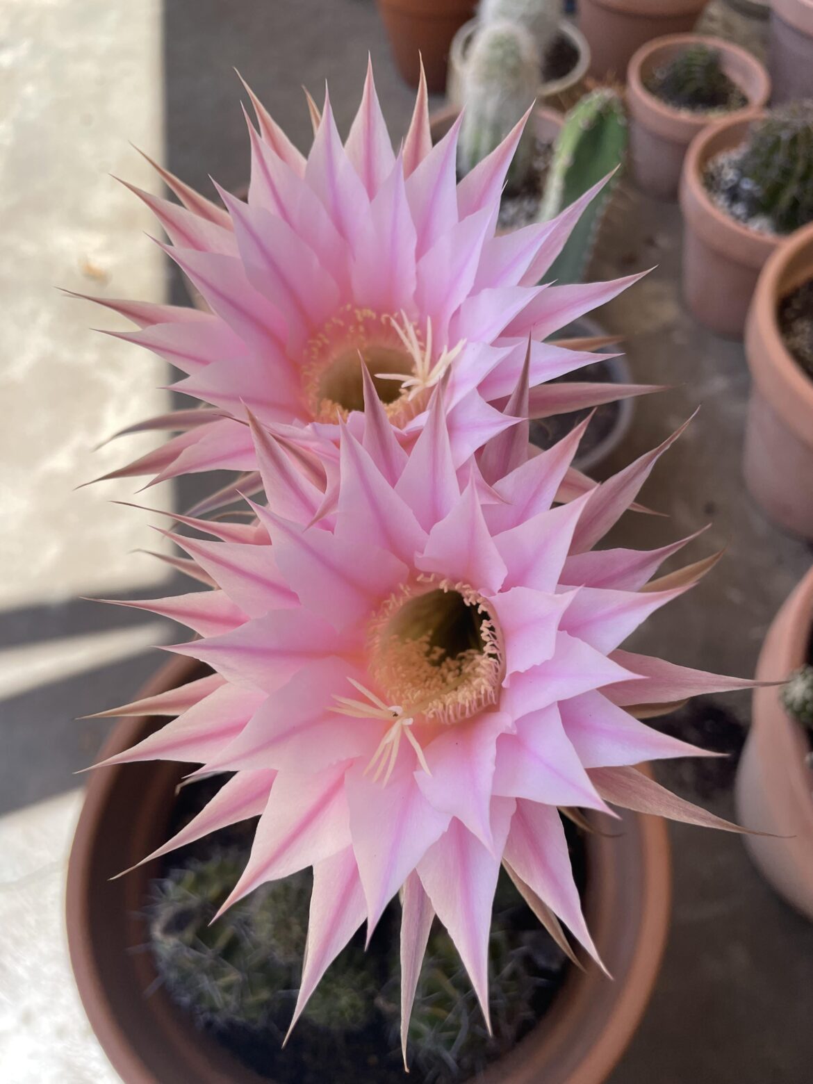 There’s just nothing quite like a cactus flower 🌸