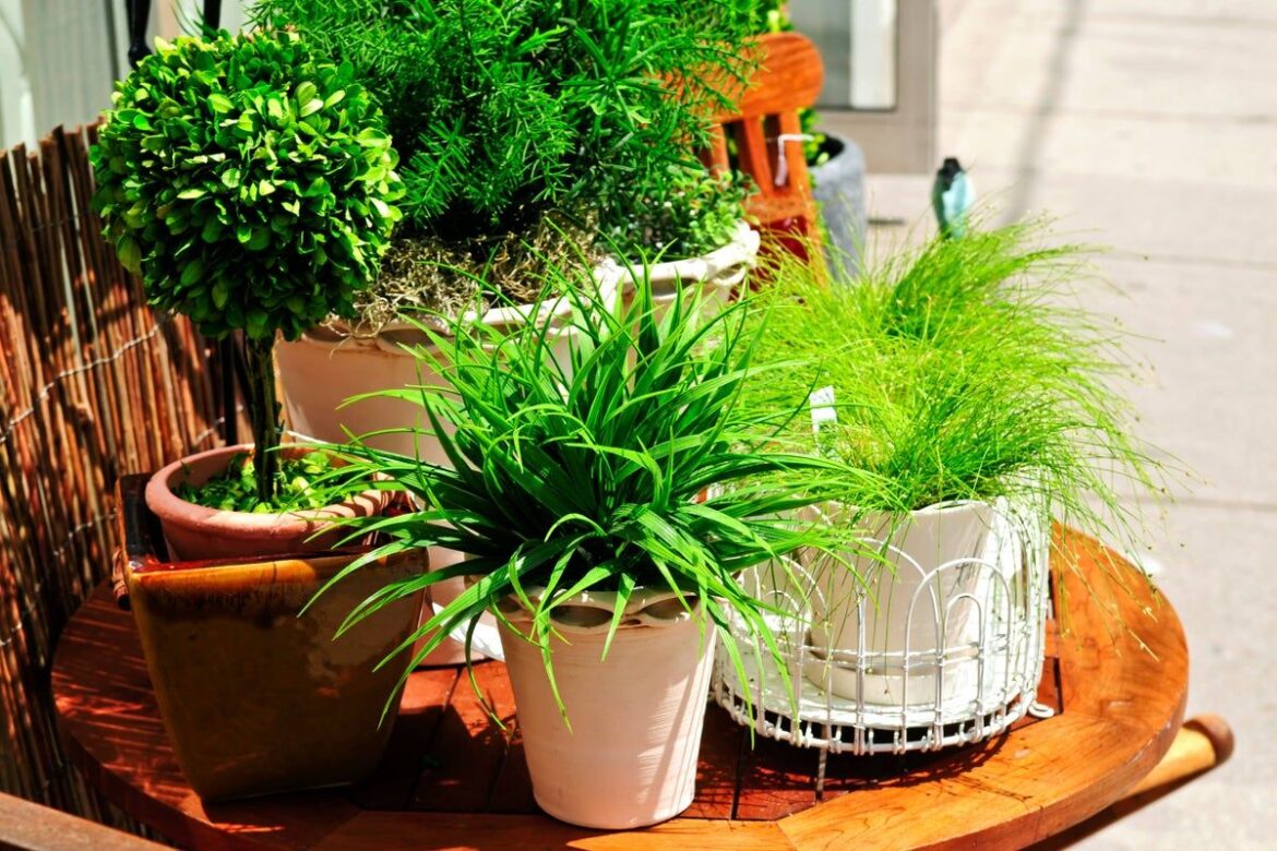 Houseplants set to make an outdoor appearance in 2026,… Houseplants set to make an outdoor appearance in 2026,…
