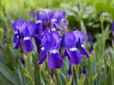Avoid overwatering bearded irises, says  Helen Chesnut, as they prefer soils kept a little on the dry side.
