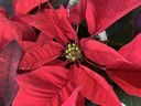 Shown here are the yellow flowers and red bracts of poinsettias. (John DeGroot)