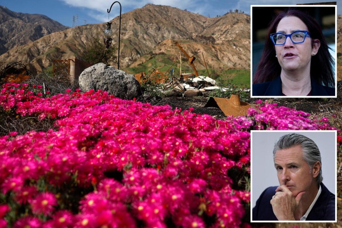 California fire law could force homeowners to rip out gardens California fire law could force homeowners to rip out gardens