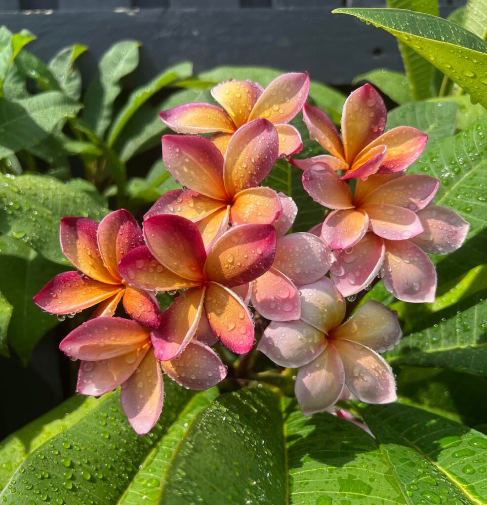 Stunning George Brown frangipani after a storm ⛈️