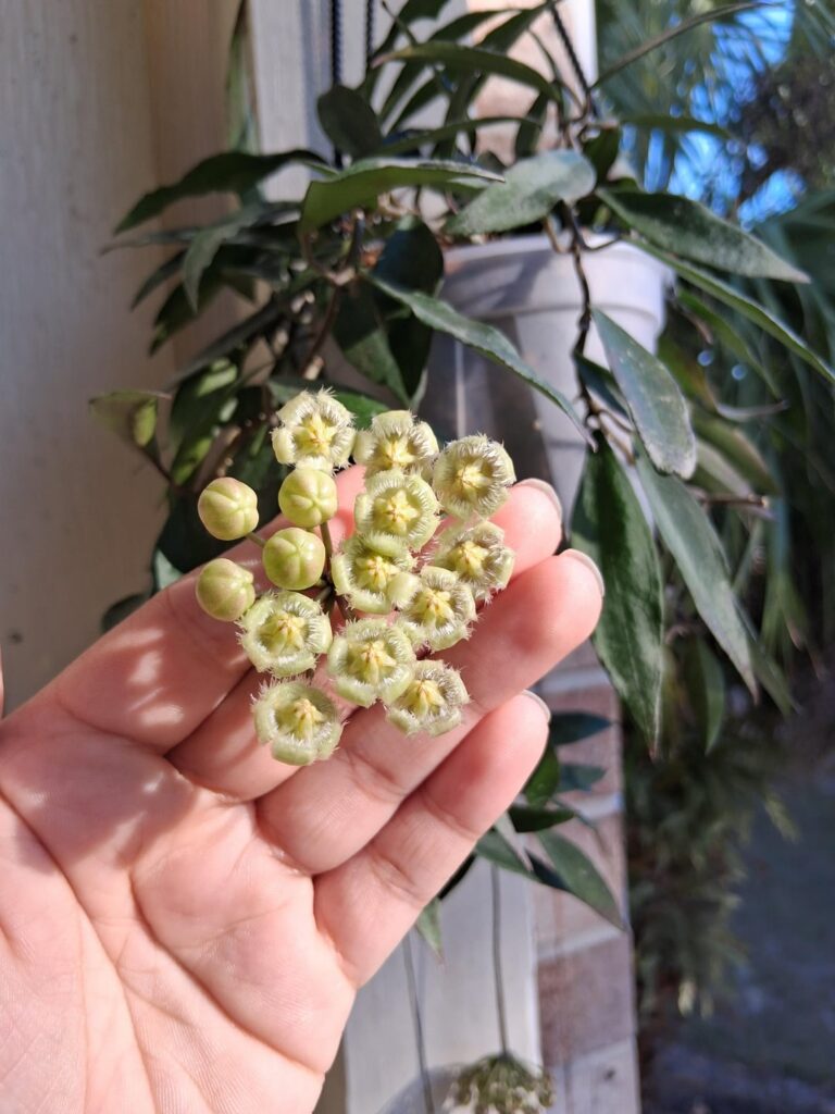 Mirabilis first time blooming!