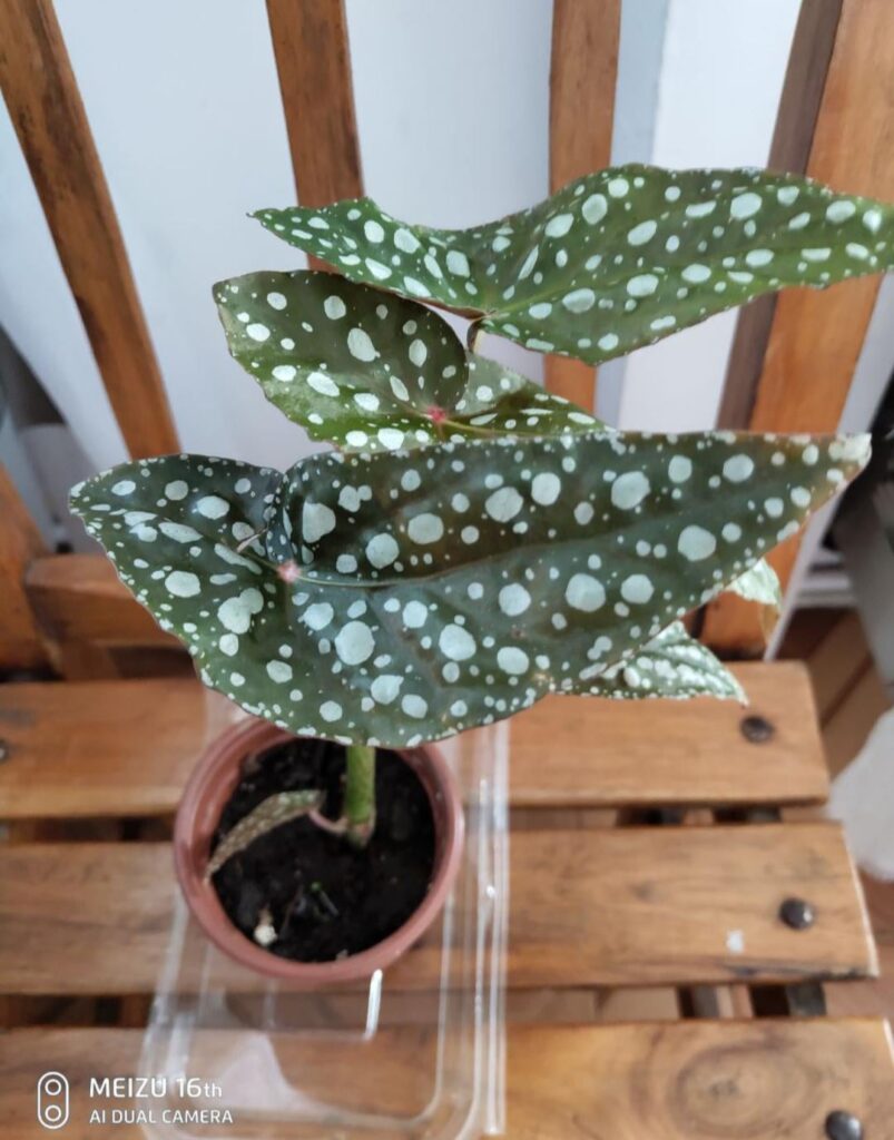 Please help me identify this begonia