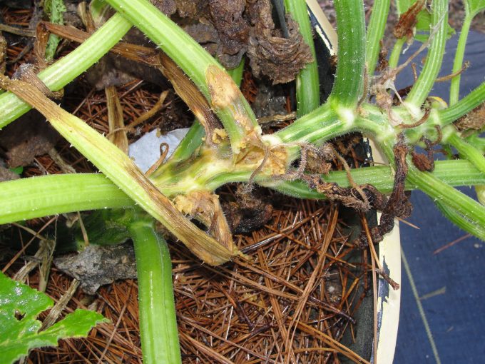 Grant: Garden pest management program coming up in Overton Grant: Garden pest management program coming up in Overton