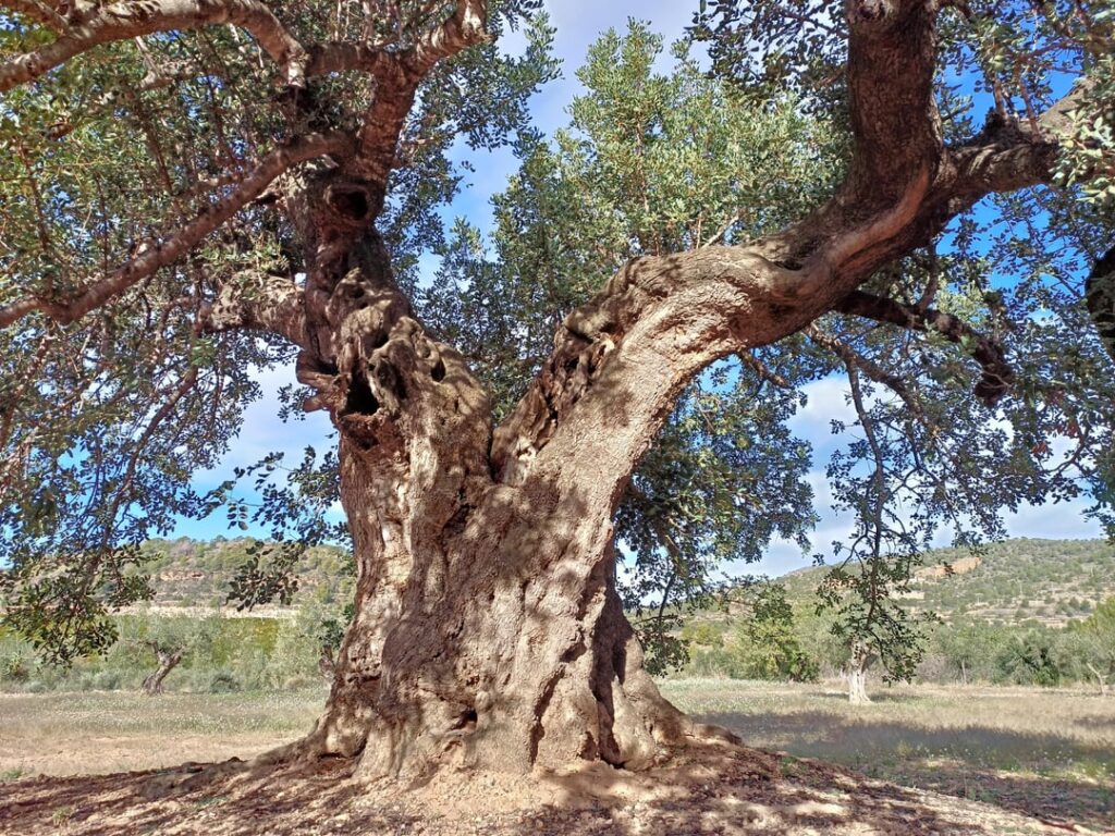 The largest carob tree I've ever seen.