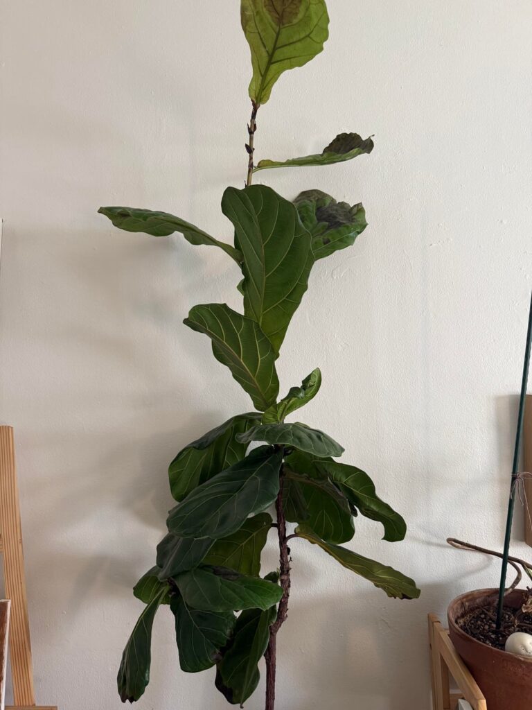 Fiddle leaf fig dying in my new apartment - help!!