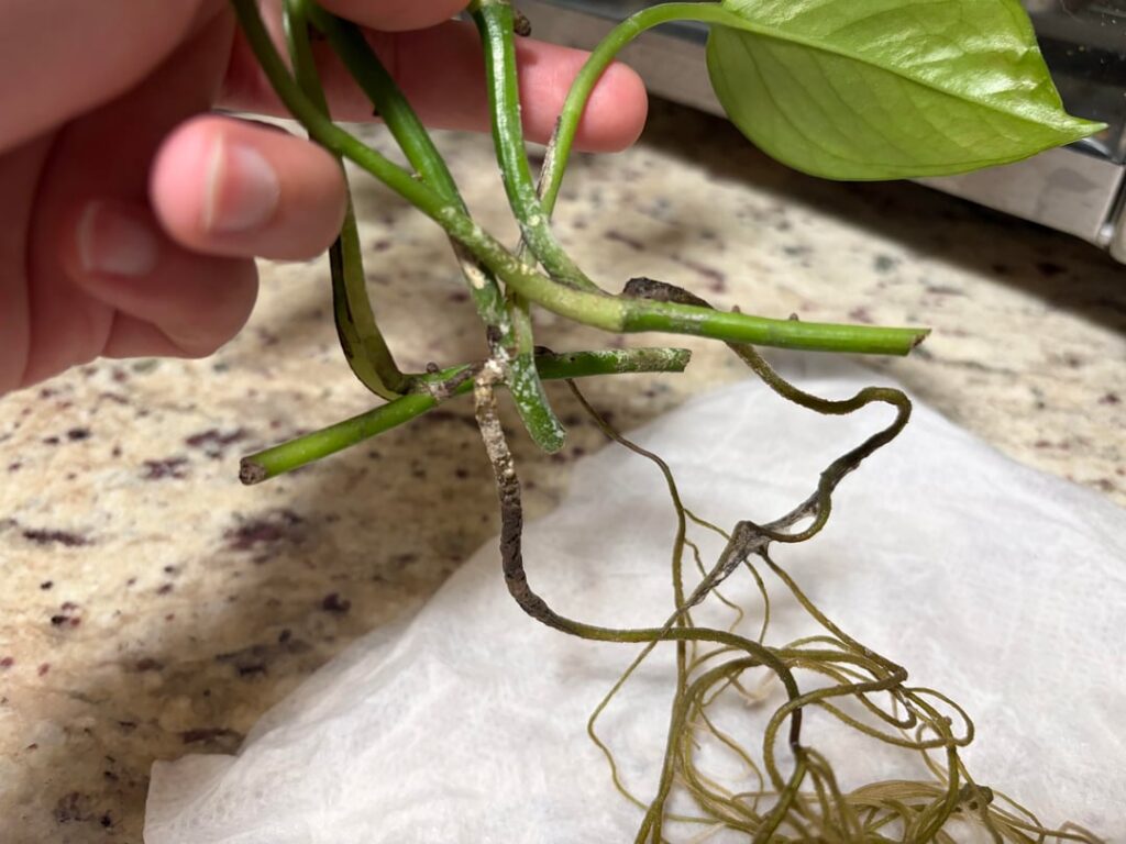 Is this root rot?