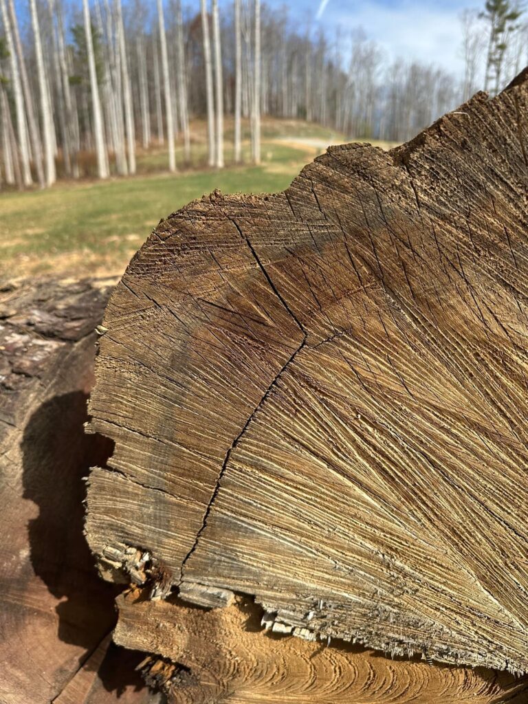 Tree Appraisers – Does Ring shake devalue a tree? Tree Appraisers - Does Ring shake devalue a tree?