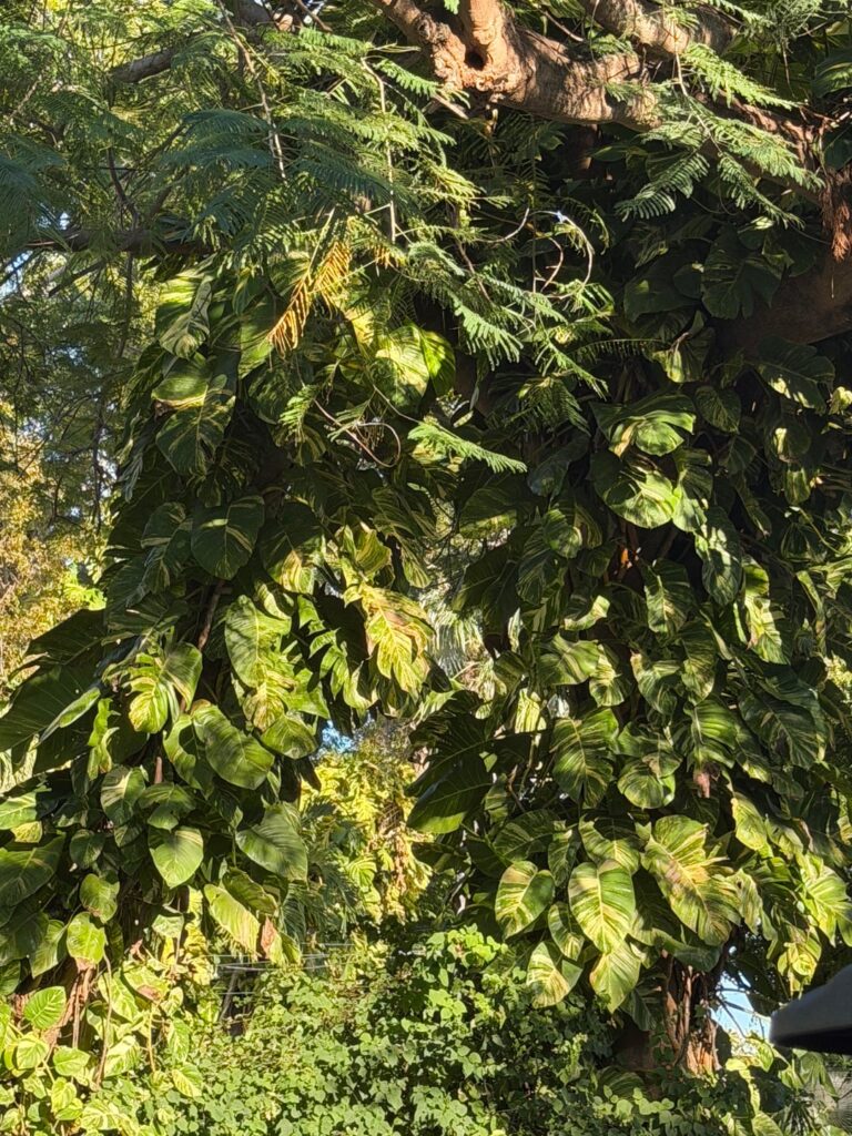 Finally seeing Golden Pothos in its true mature form – Key West is unreal Finally seeing Golden Pothos in its true mature form - Key West is unreal