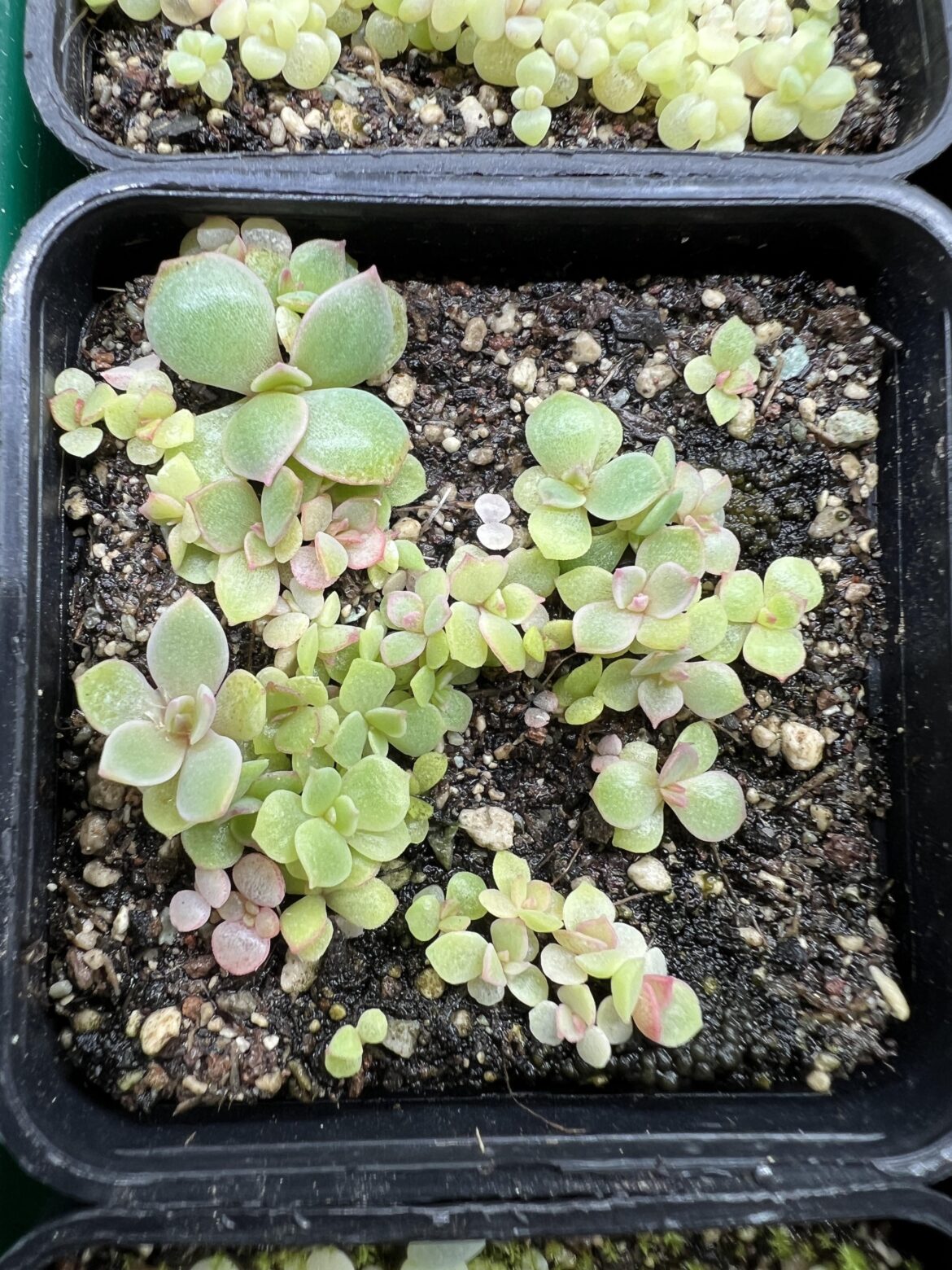 Echeveria Raindrops seedlings Echeveria Raindrops seedlings