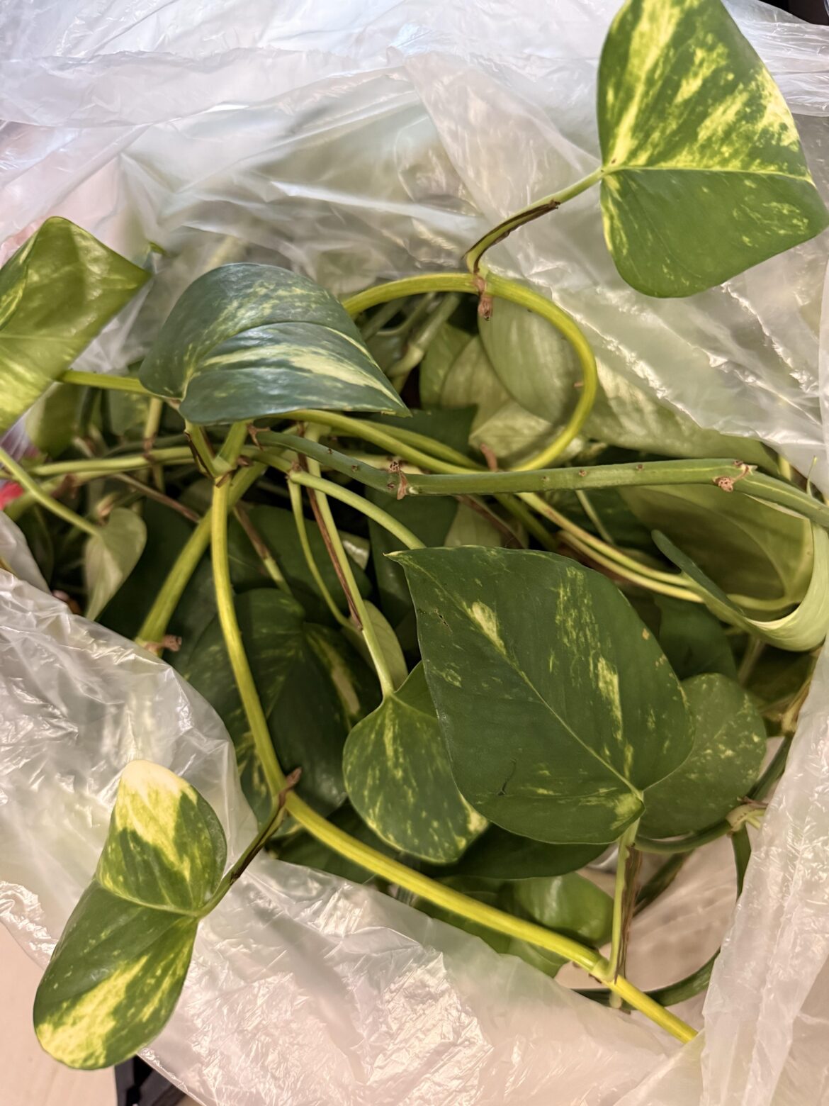 Best way to save and propagate this plant cutting I was given? What’s wrong with it? Best way to save and propagate this plant cutting I was given? What’s wrong with it?