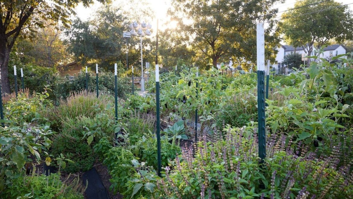 Linn County Master Gardeners open registration for 2026 Winter Gardening Fair KGAN